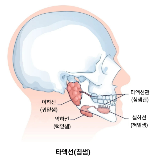 침샘들